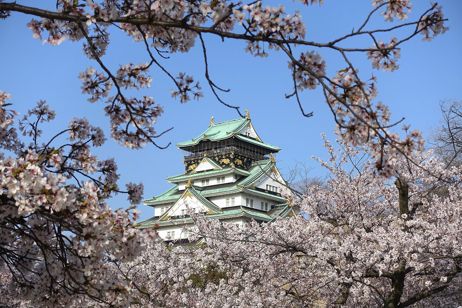 Osaka Castle with cherry blossoms